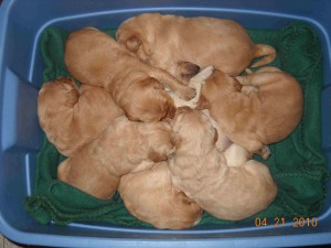Perfect pile 8 days old