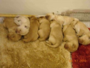 all 8 fuzzy all 8 fuzzy