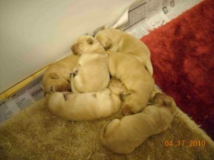 puppy pile 4/19/10 puppy pile 4/19/10