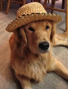 chase hat chase hat