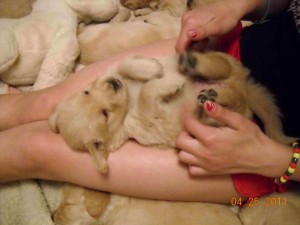 Z pup @ 4 weeks old
