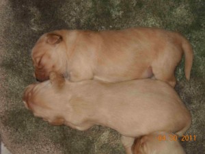 a pair of buns
