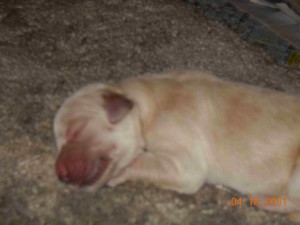 bella pup newborn