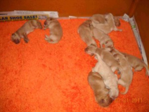 newborns 3 days old pups only newborns 3 days old pups only