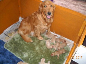newborns post 10 pups newborns post 10 pups
