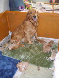 newborns post 12 pups newborns post 12 pups