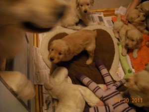 silly boy schredder loves puppies!