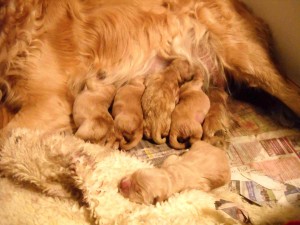 newborns still wet except blonde snoozing