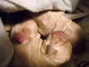 three newborns closeup three newborns closeup