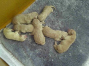 7 newborns fuzzy 5 girls, 2 boys....