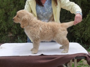 bl girl 2-8 weeks bl girl 2-8 weeks